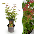 Livraison plante Erable palmatum Phoenix x3