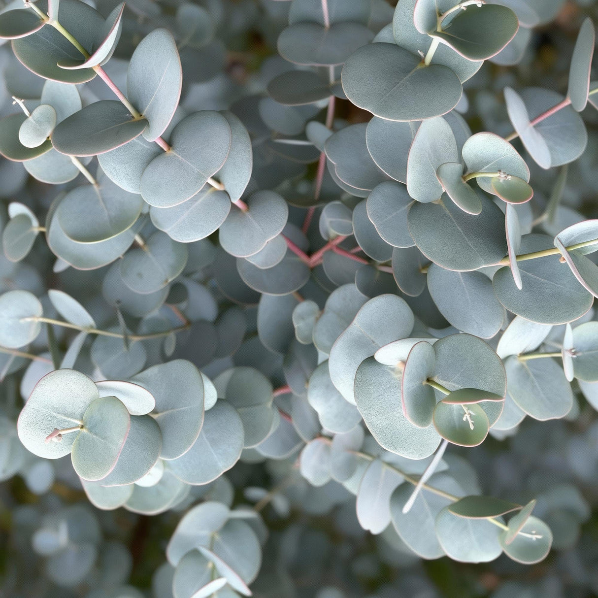 Livraison plante Eucalyptus gunnii Azura – Pot 19 cm – Hauteur 90 cm