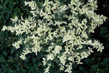 Livraison plante Euonyme fortunei Harlequin