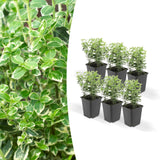 Livraison plante Euonymus fortunei 'Emerald 'n Gaiety'