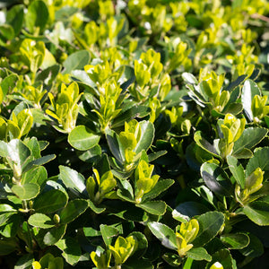 Livraison plante Euonymus japonica Green Spire – Lot de 6 – Hauteur 40 cm