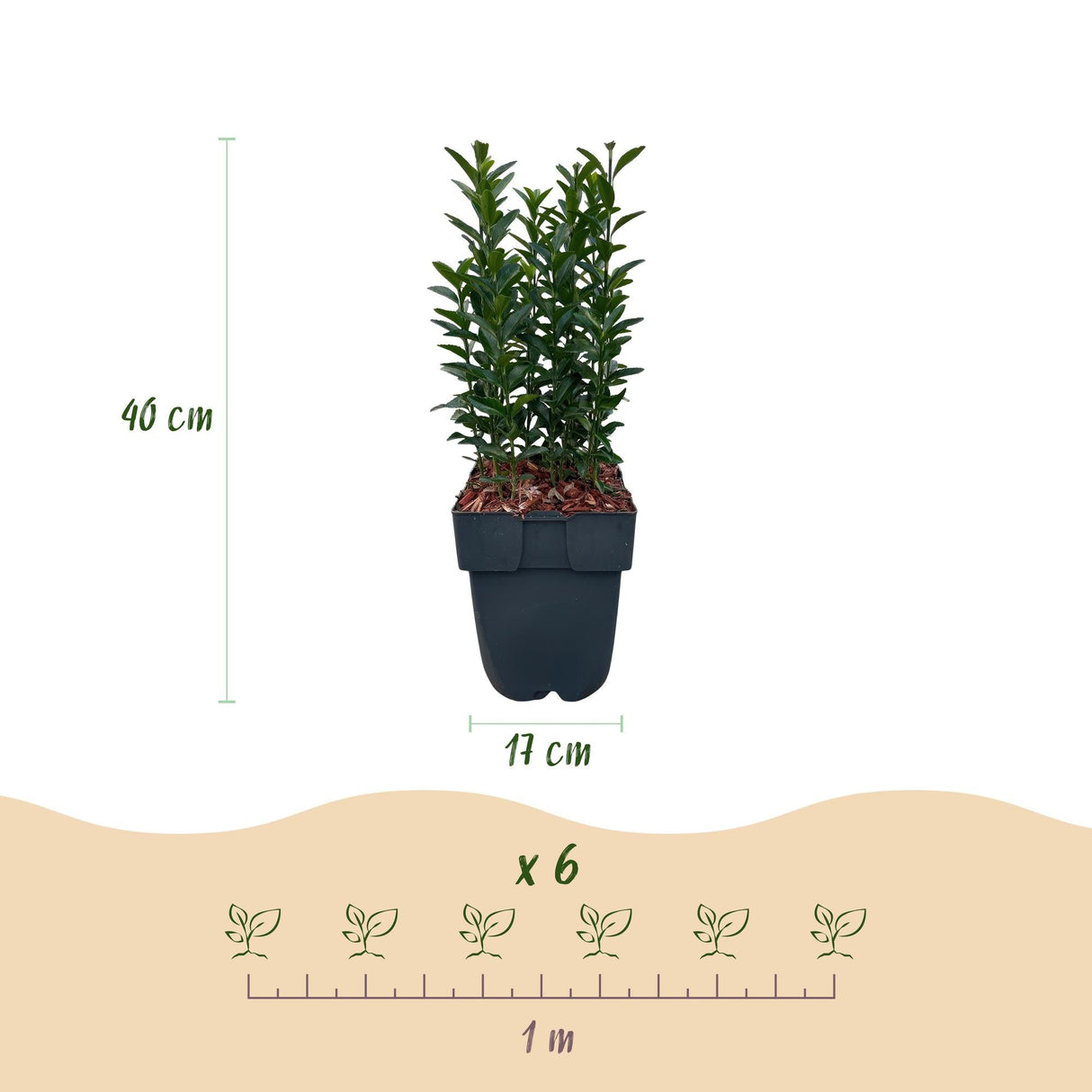 Livraison plante Euonymus japonica Green Spire – Lot de 6 – Hauteur 40 cm