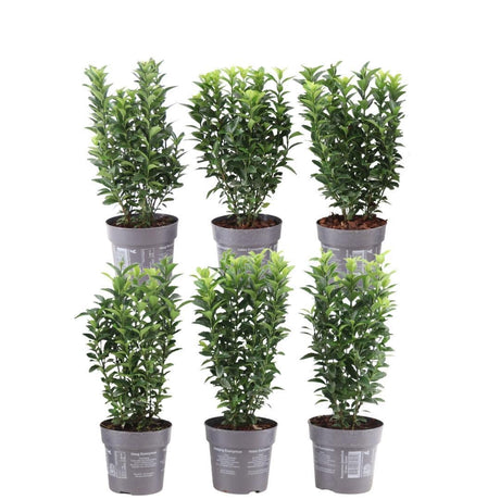 Livraison plante Euonymus japonicus 'Green Spire' - Lot de 6