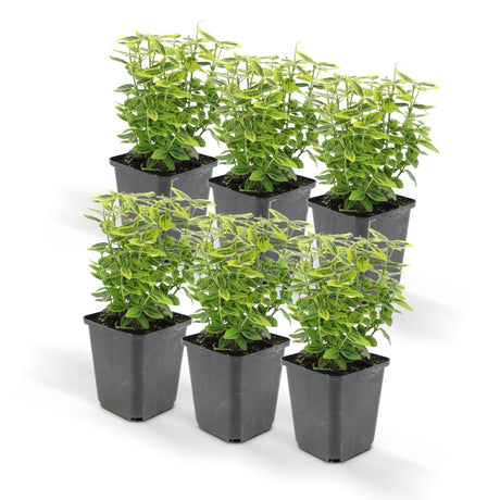 Livraison plante Euoynmus 'Emerald n Gold’ - Lot de 6