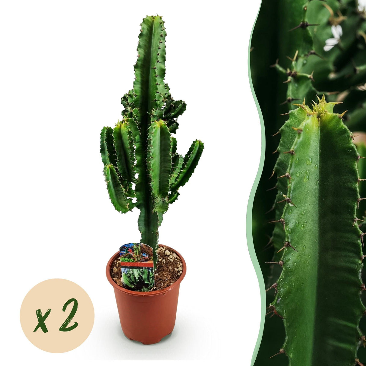 Livraison plante Euphorbe Eritrea
