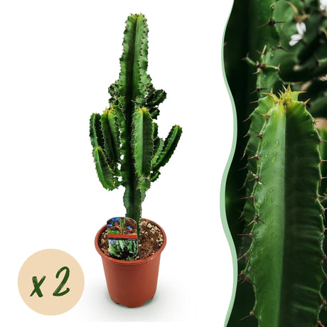 Livraison plante Euphorbe Eritrea