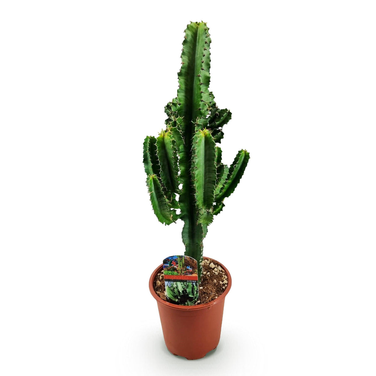 Livraison plante Euphorbe Eritrea d17cm H60cm