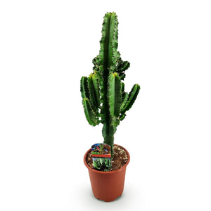 Livraison plante Euphorbe Eritrea d17cm H60cm