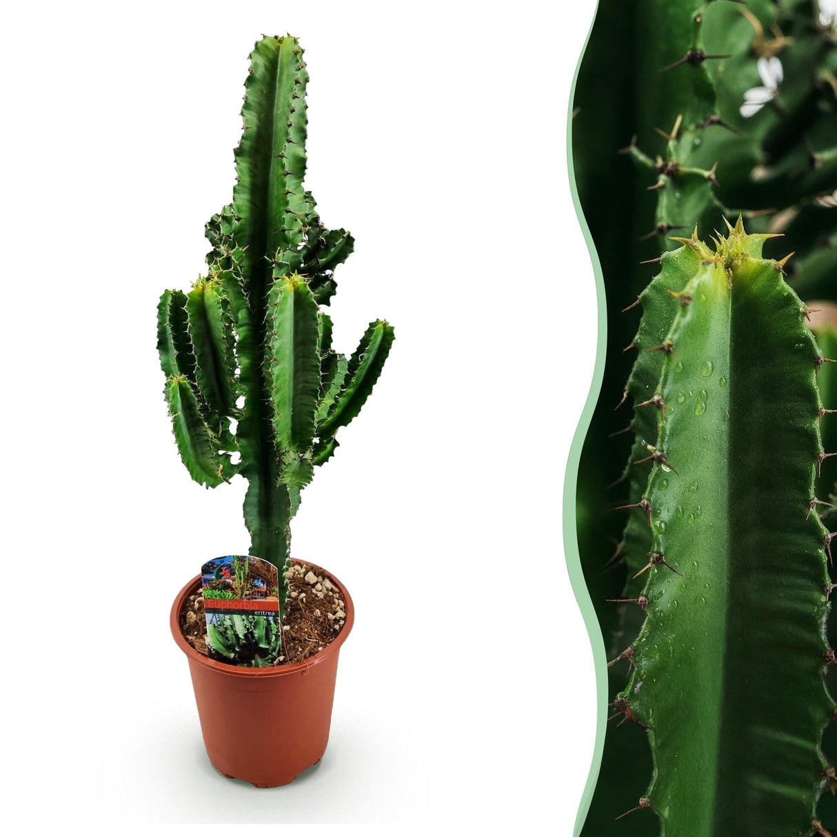 Livraison plante Euphorbe Eritrea d17cm H60cm