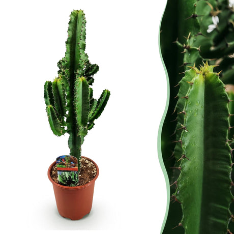 Livraison plante Euphorbe Eritrea d17cm H60cm