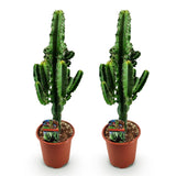 Livraison plante Euphorbia eritrea – Lot de 2 – Pot 17 cm – Hauteur 60 cm