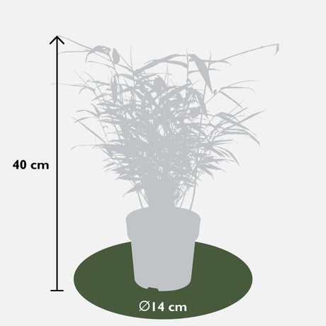 Livraison plante Fargesia rufa bambou - lot de 12 - ↨40cm - Ø14 - plante d'extérieur