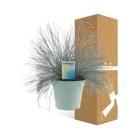 Livraison plante Festuca Glauca Intense Blue