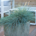 Blåtsvingel (Festuca Glauca) 'Elijah Blue'