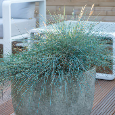 Blåtsvingel (Festuca Glauca) 'Elijah Blue'