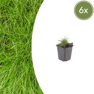 Livraison plante Fetuque de gautier