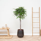 Livraison plante Ficus Amstel royal tronc tressé