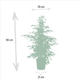 Livraison plante Ficus benjamina Twilight h95cm