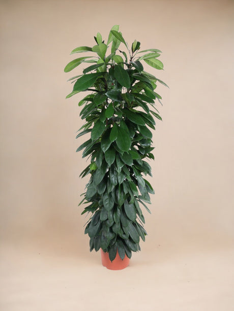 Livraison plante Ficus Cyatistipula - 150 cm - ø29