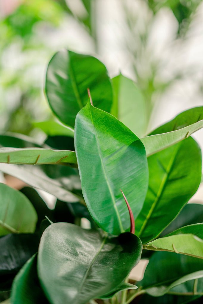 Livraison plante Ficus elastica caoutchouc - Plante verte artificielle