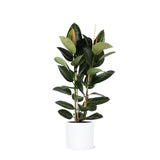 Livraison plante Ficus Elastica Robusta et son pot