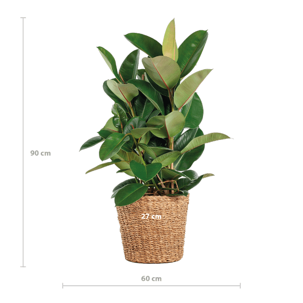 Livraison plante Ficus Elastica Robusta et son pot