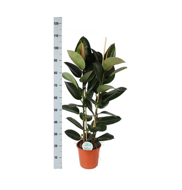 Livraison plante Ficus Elastica Robusta et son pot