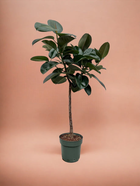 Livraison plante Ficus Elastica Robusta tronc - 130 cm - ø24
