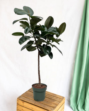 Ficus Elastica Robusta stamme - 130 cm - ø24