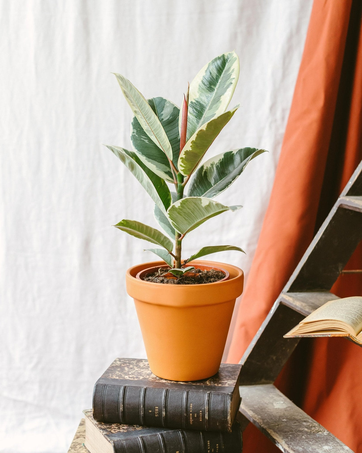 Livraison plante Ficus Elastica Tineke