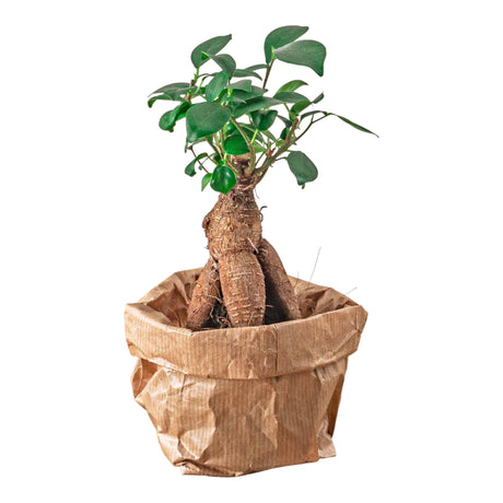 Livraison plante Ficus Ginseng bonsai