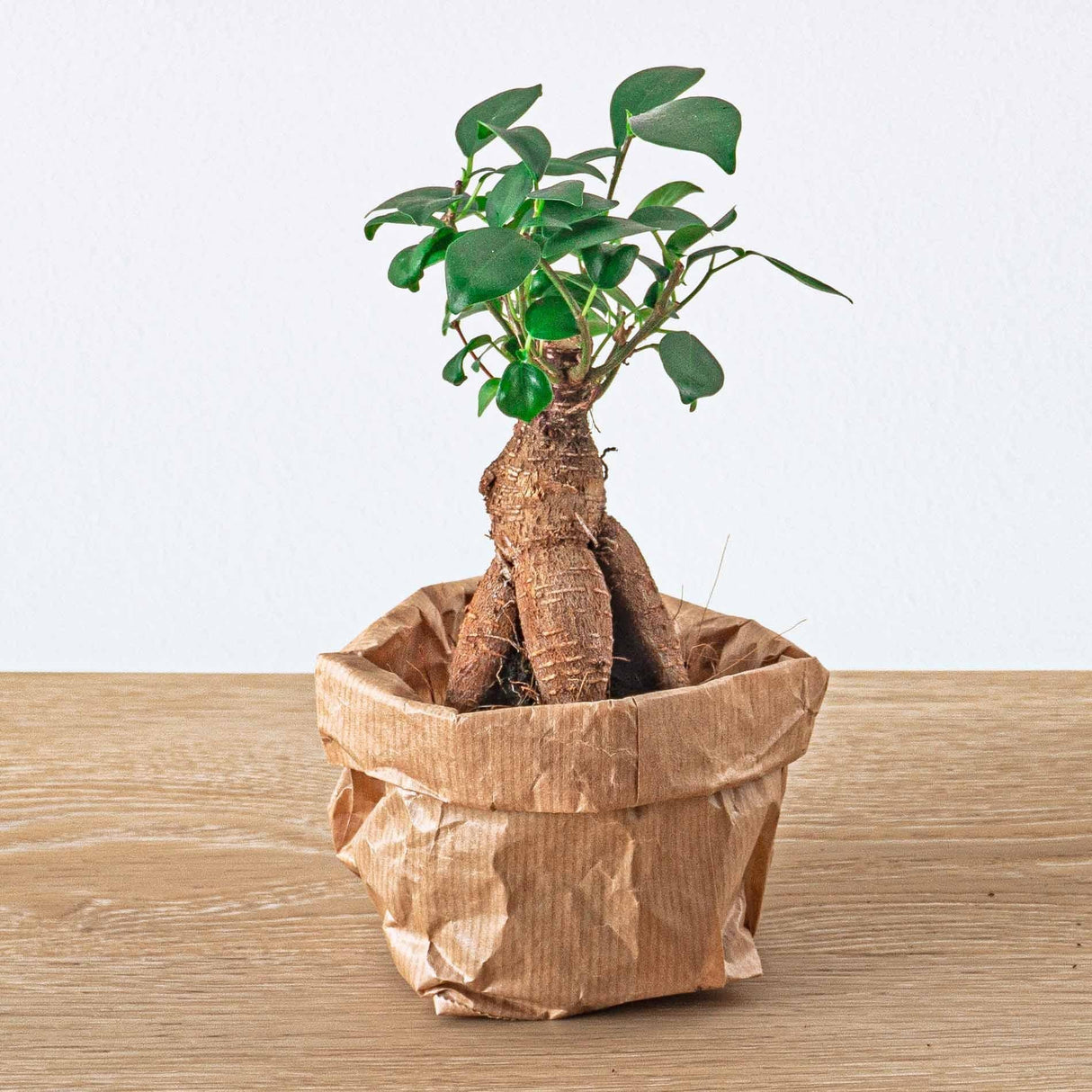 Livraison plante Ficus Ginseng bonsai