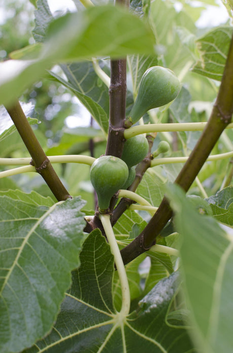 Livraison plante Ficus Gustissimo Perretta