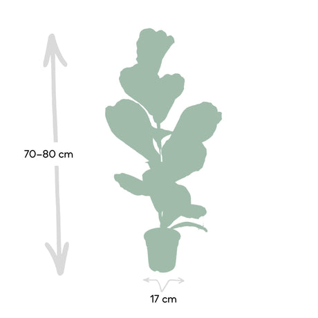 Livraison plante Ficus Lyrata