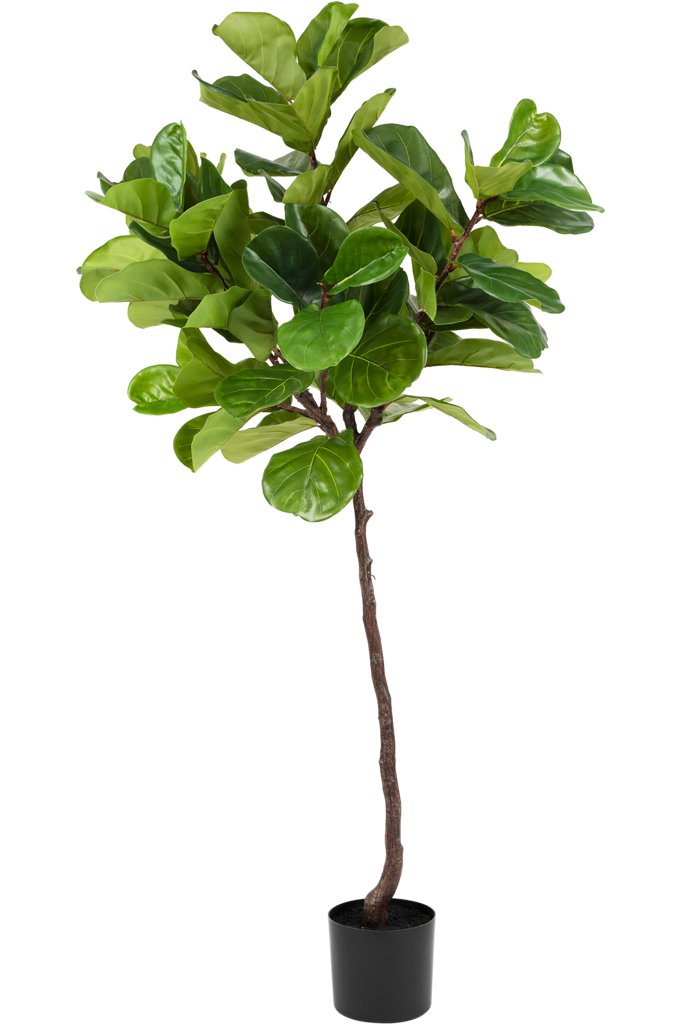 Livraison plante Ficus Lyrata - Arbre artificiel