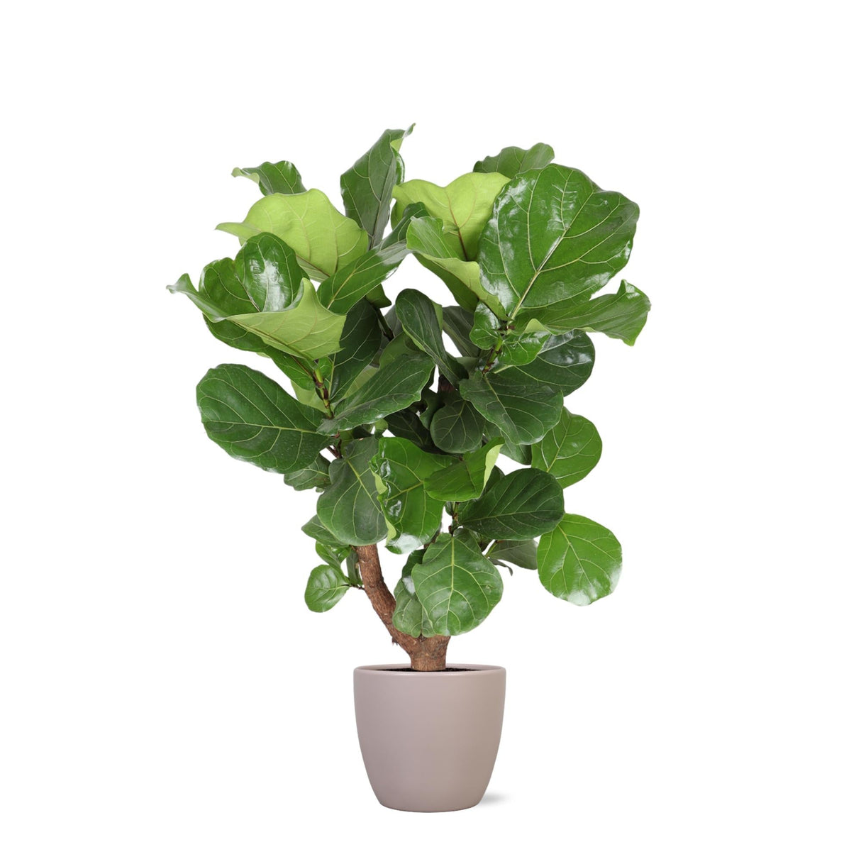 Livraison plante Ficus Lyrata et son pot