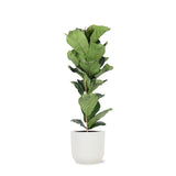 Livraison plante Ficus Lyrata et son pot