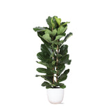 Livraison plante Ficus Lyrata et son pot