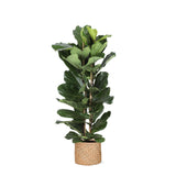 Livraison plante Ficus Lyrata et son pot