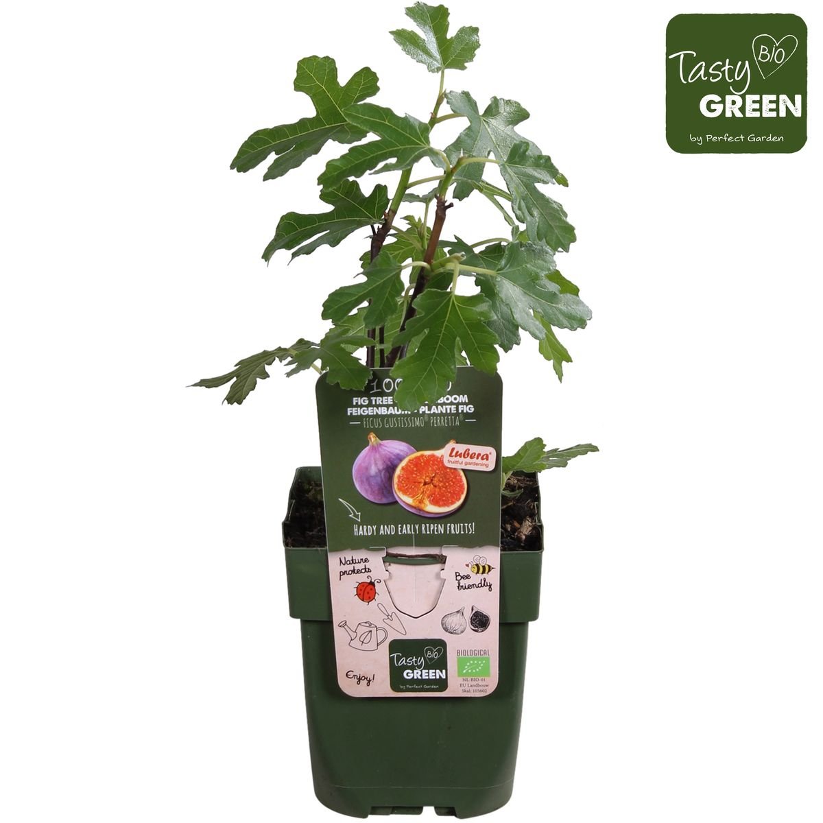 Livraison plante Figuier Ficus 'Gusissimo Perretta'