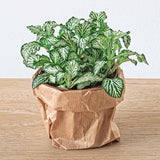 Livraison plante Fittonia vert