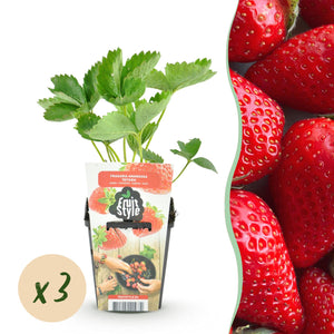 Livraison plante Fraisier Fragaria Elvira – Lot de 3 – Pot 9 cm