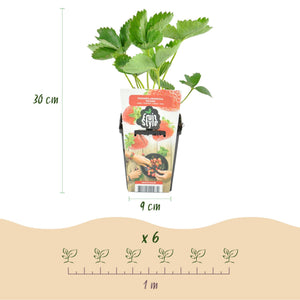 Livraison plante Fraisier Fragaria Maxim – Lot de 3 – Pot 9 cm