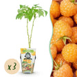 Livraison plante Framboisier Fallgold x3