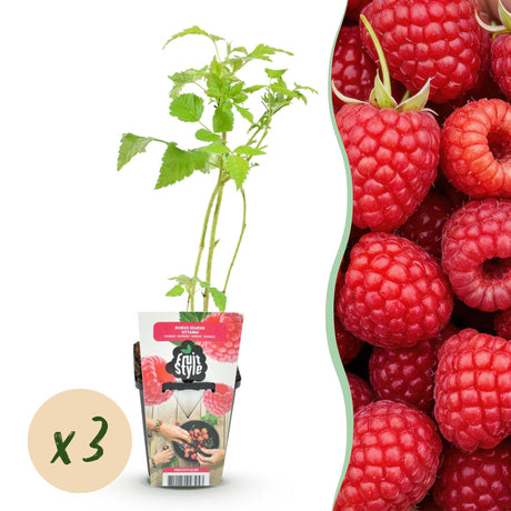 Livraison plante Framboisier Ottawa – Lot de 3 – Pot 9 cm