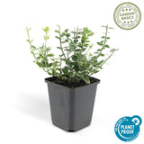 Livraison plante Fusain Emerald Gaité - 12x h20cm d9cm