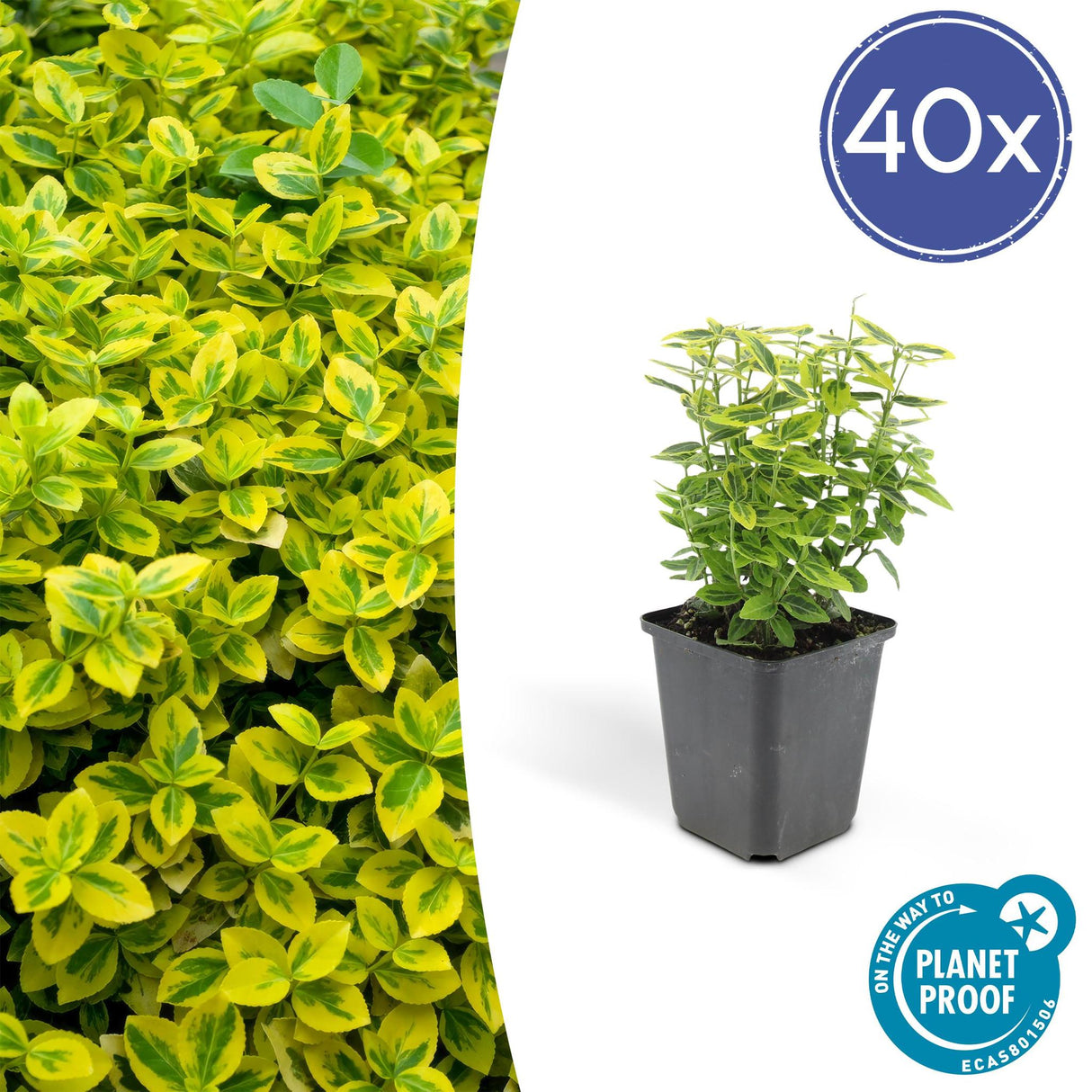 Livraison plante Fusain Emerald gold - 40x h20cm d9cm