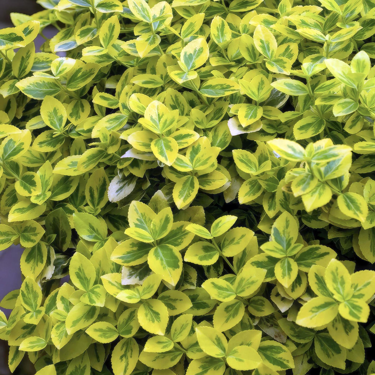 Livraison plante Fusain Emerald jaune - 12x h20cm d9cm