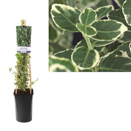 Livraison plante Fusain Euonymus Fortunei 'Emerald Gaiety d17cm h75cm