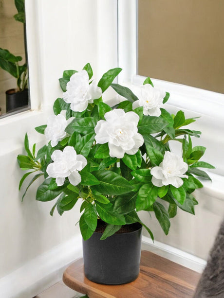 Livraison plante Gardenia artificielle blanche